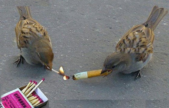 Birds Smoking