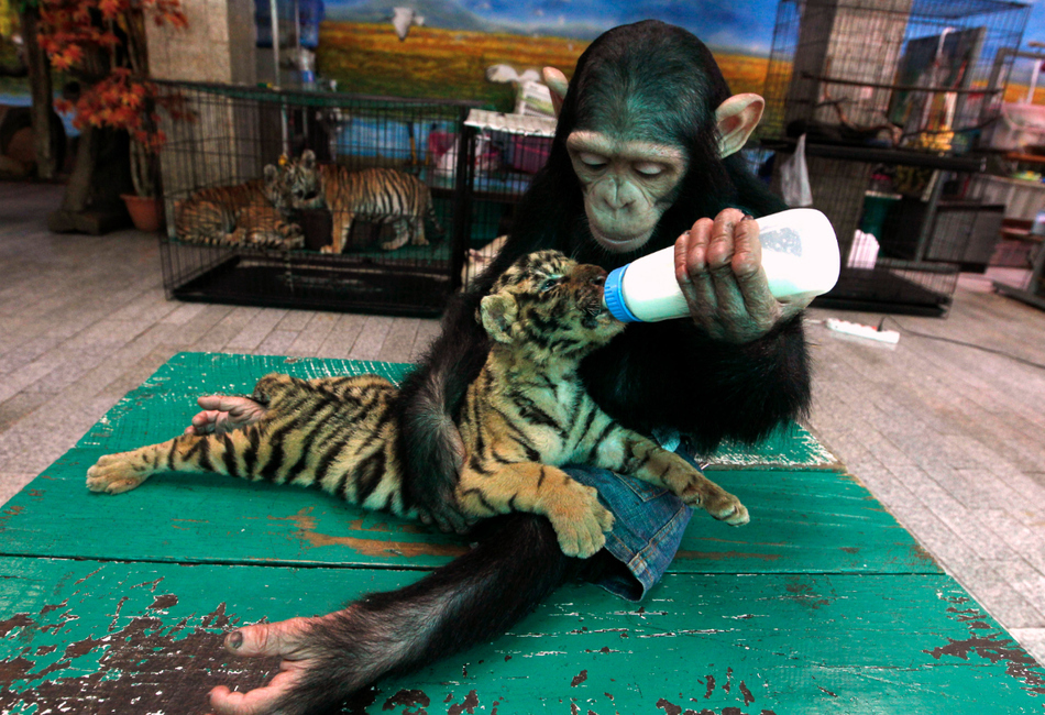 Two-year-old chimpanzee \"Do Do\" feeding milk to \"Aorn\", a 60-day-old tiger cub