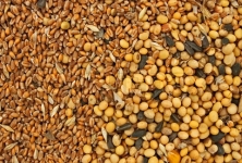 Navratna Seeds & Agrotech