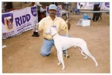 Pets Pedigree , Indira Nagar