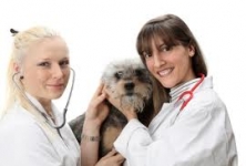 All Creatures Animal clinic