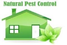 The City Pest Control Services , Saligramam