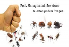 Orient Pest Control